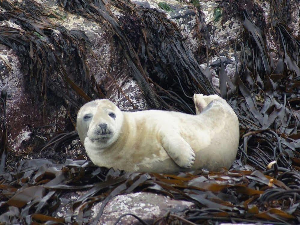Farne Island Rooms Seahouses Esterno foto