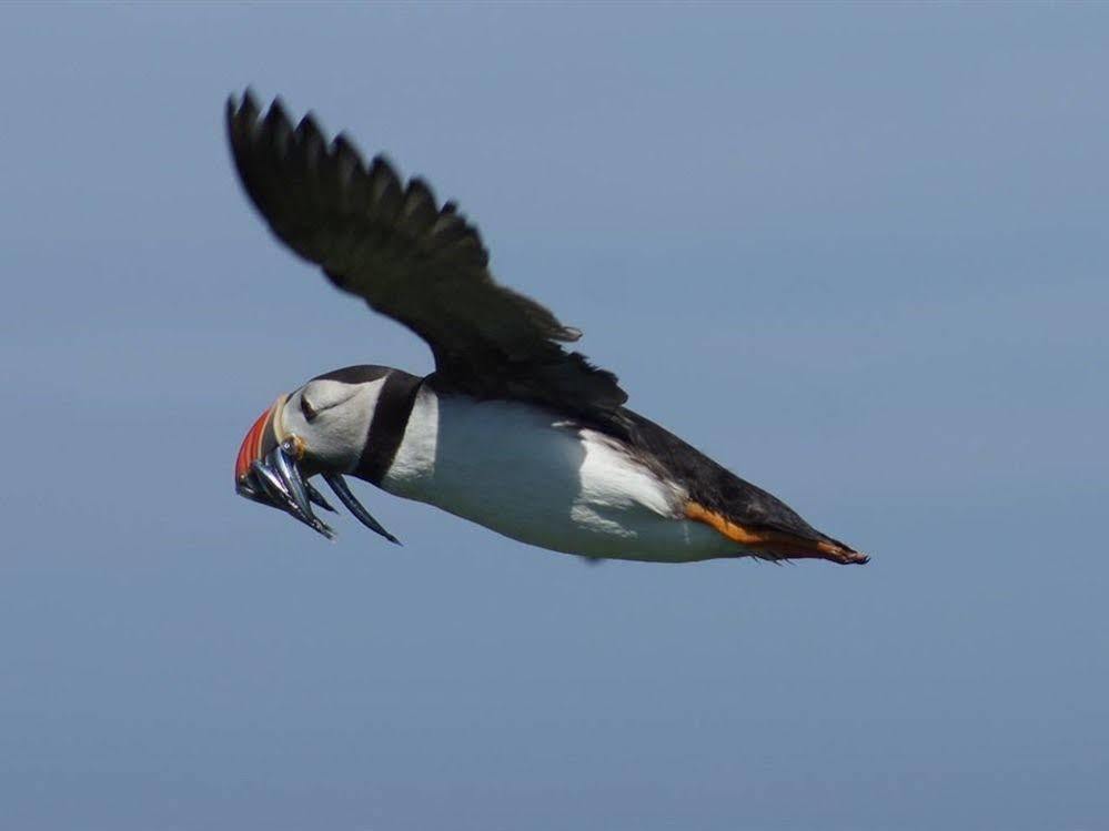 Farne Island Rooms Seahouses Esterno foto