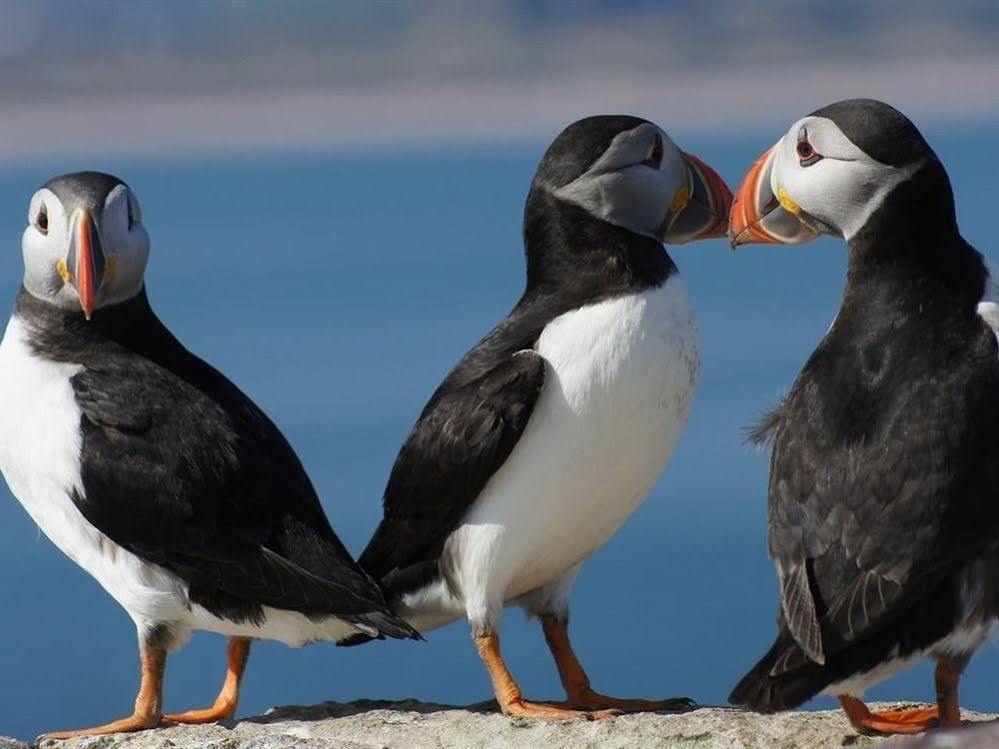 Farne Island Rooms Seahouses Esterno foto